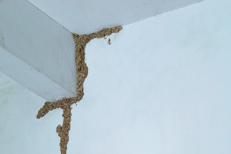 كيفية التخلص من النمل الأبيض (الأرضة) وسبل الوقاية