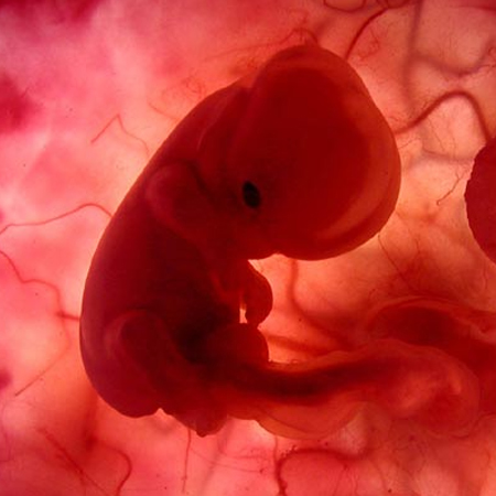 تكوين الجنين في الشهر السادس
