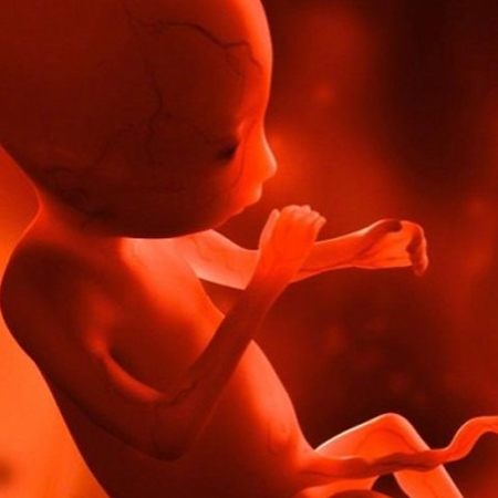 تكوين الجنين في الشهر الخامس
