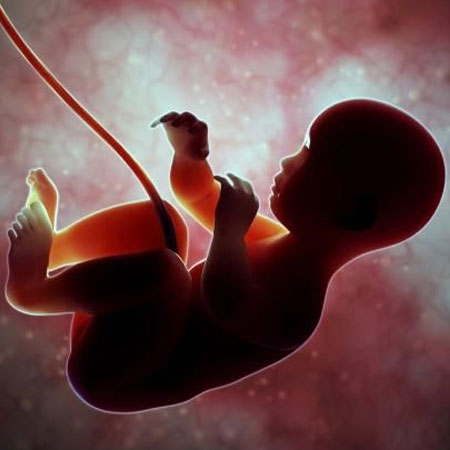 مراحل الجنين في بطن الأم