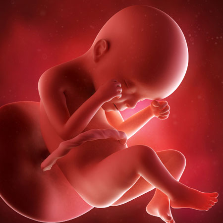 مراحل تكوين الجنين في الشهر الأول